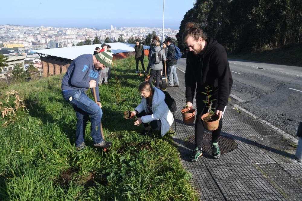 La oficina de medio ambiente de la Universidade da Coruña convoca la plantación de árboles en un antiguo eucaliptal.