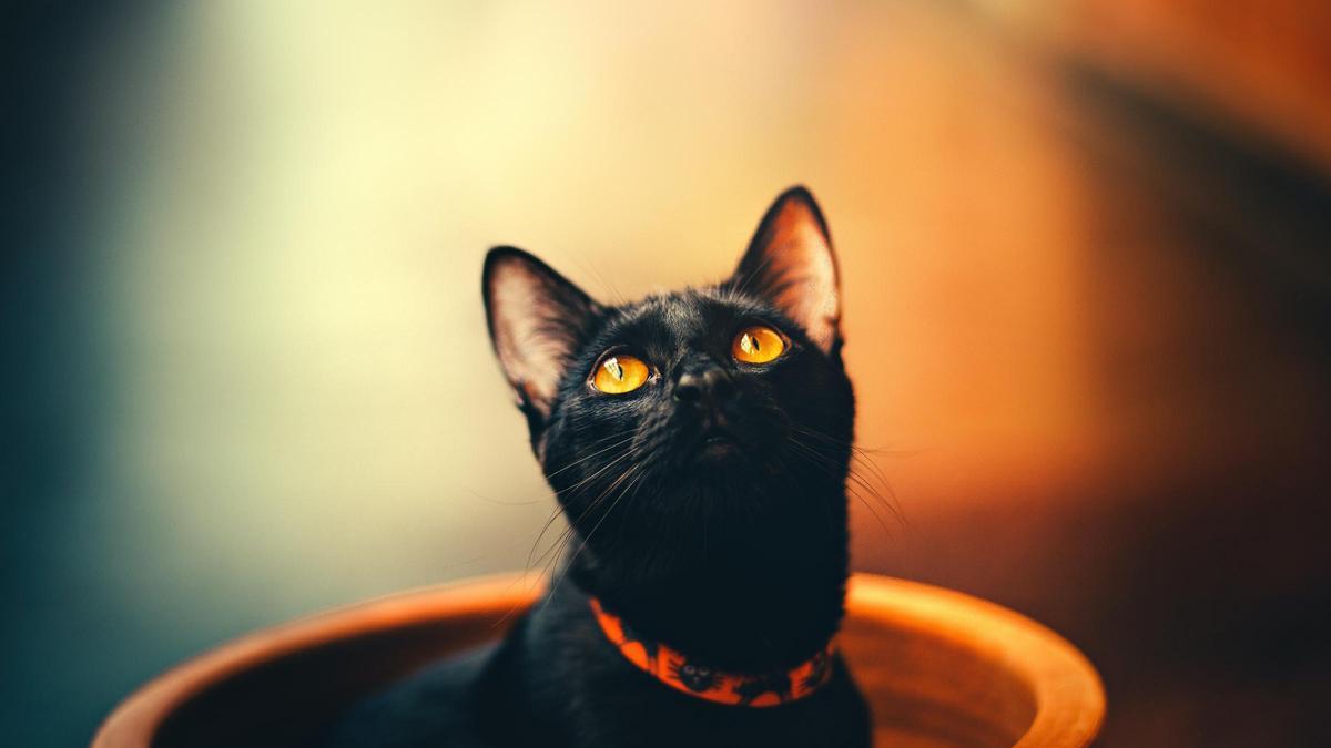 Un gato negro.