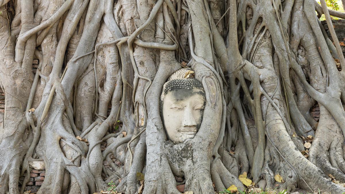 Templo tailandés con la cabeza de buda entre los árboles.