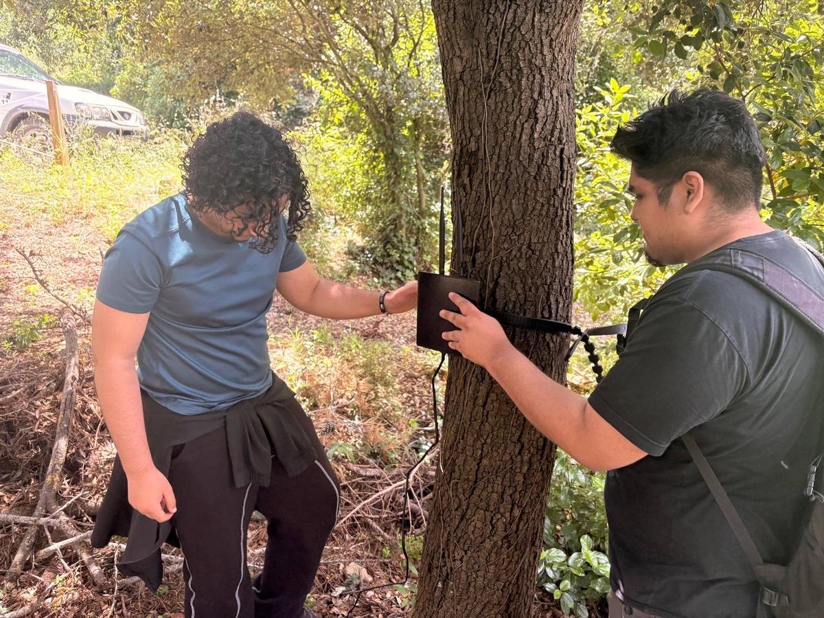 Alumnos del ITB instalan un sensor en un árbol en Collserola.