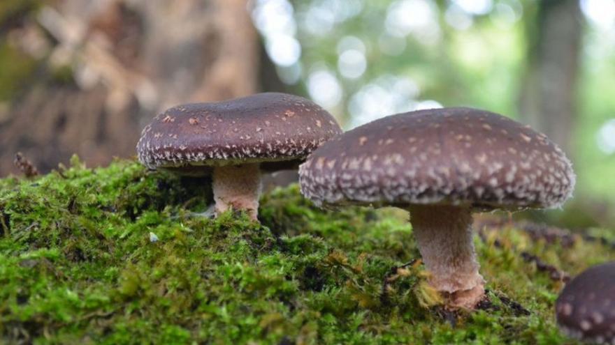 Desarrollo de Nutracéuticos Hifas Da Terra en Pontevedra (Monte do Louredo,  - Polígono Industrial do Campiño)