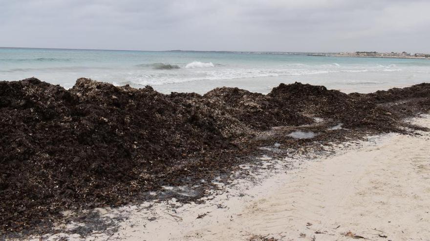 Leserfragen: Warum ist der Strand auf Mallorca so häufig voller Algen?