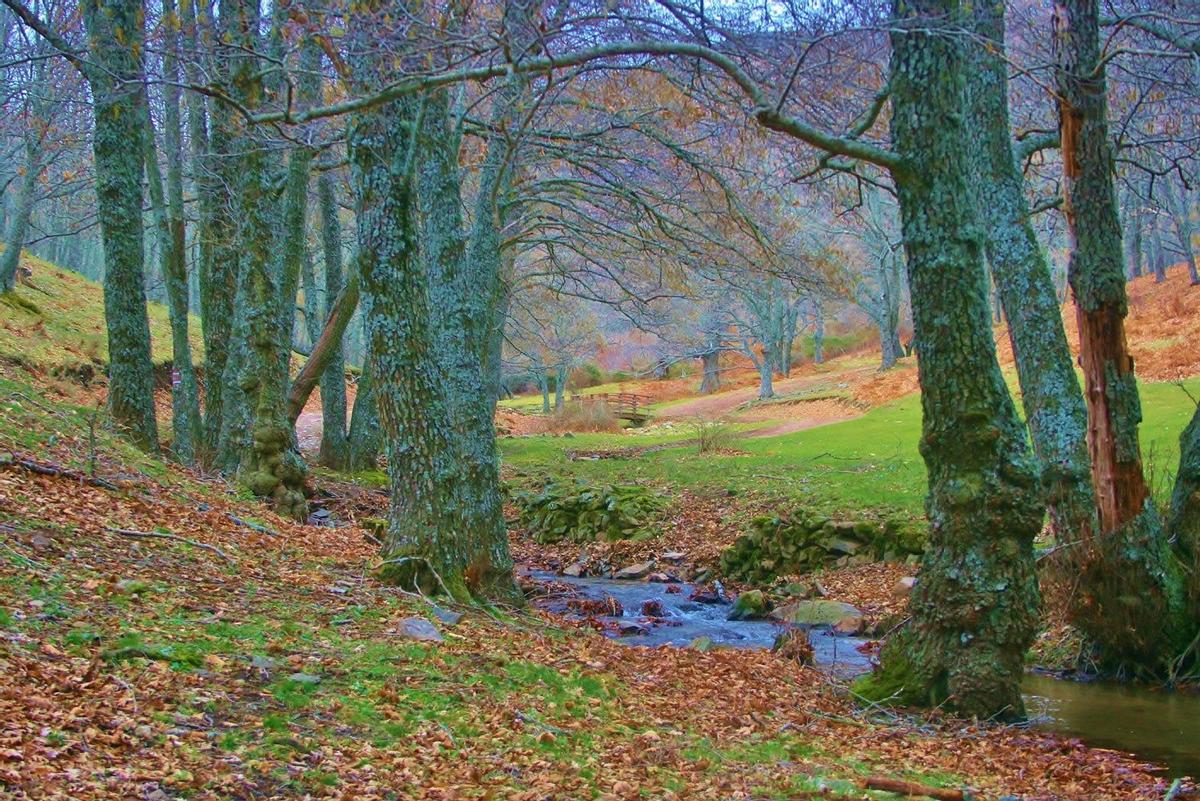 Una zona solitaria del bosque mágico