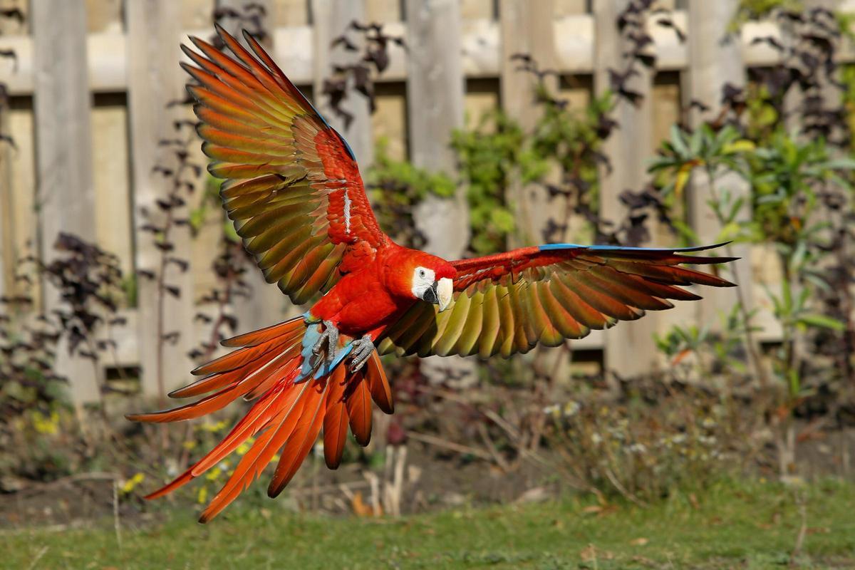 Guacamayo rojo.