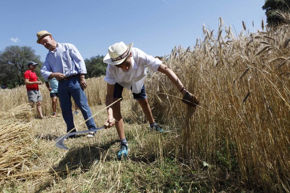 Festa del Segar i el Batre a Avià