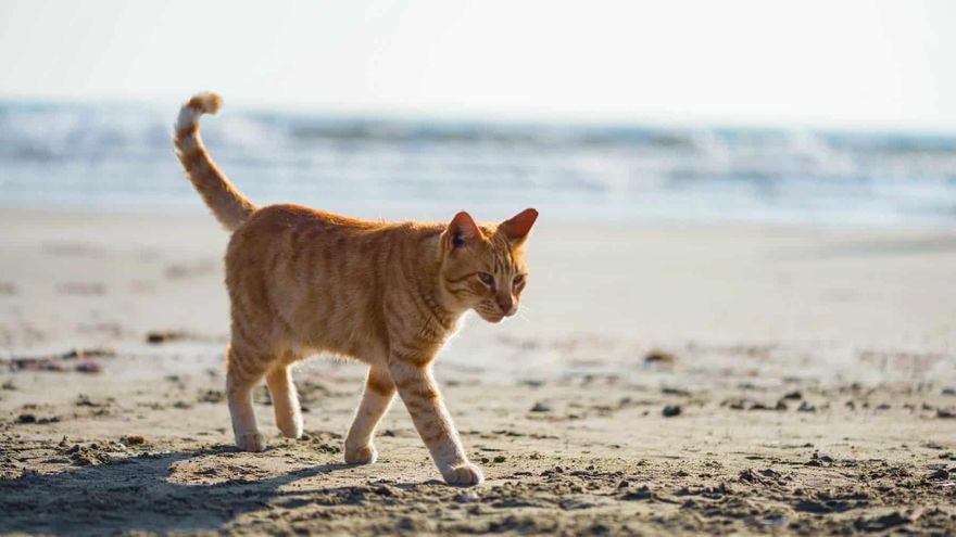Polémica sobre los gatos en La Graciosa: denuncian una liberación masiva que amenaza a las aves