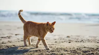 Polémica sobre los gatos en La Graciosa: denuncian una liberación masiva que amenaza a las aves