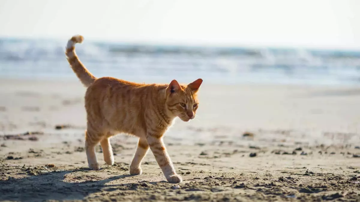 Polémica sobre los gatos en La Graciosa: denuncian una liberación masiva que amenaza a las aves