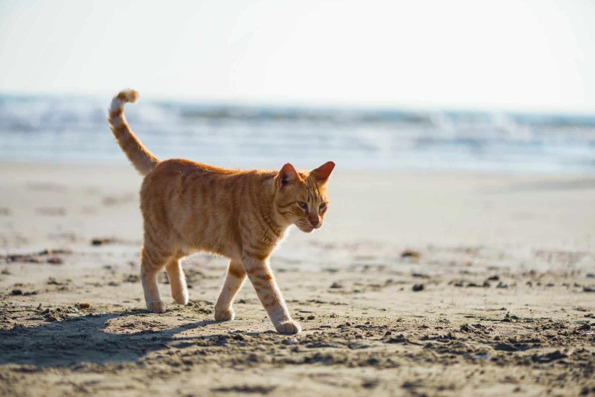 La presencia de gatos en La Graciosa es objeto de polémica