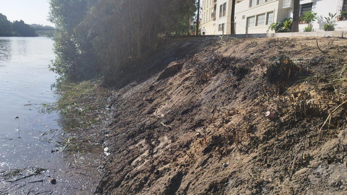 Imagen de los árboles tras el incendio ocurrido este sábado en el Paseo de la O