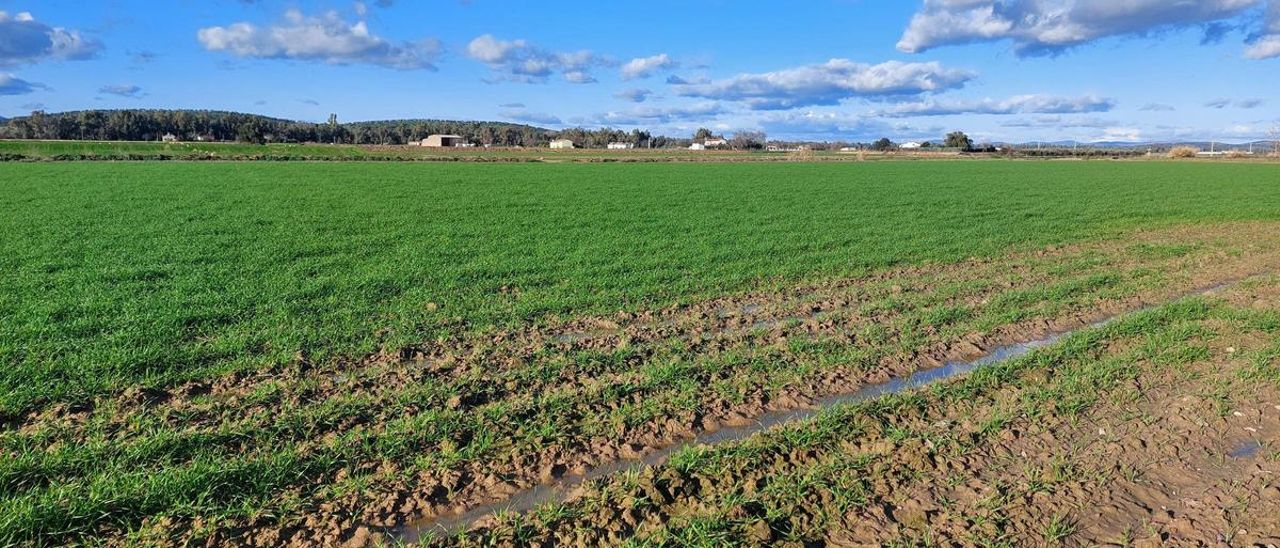 Explotación agrícola cercana a Medellín (Badajoz).