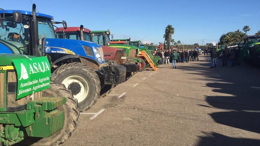 Alarmados por la gestión de la plaga de la Xylella en Mallorca: &quot;Se han vuelto locos&quot;