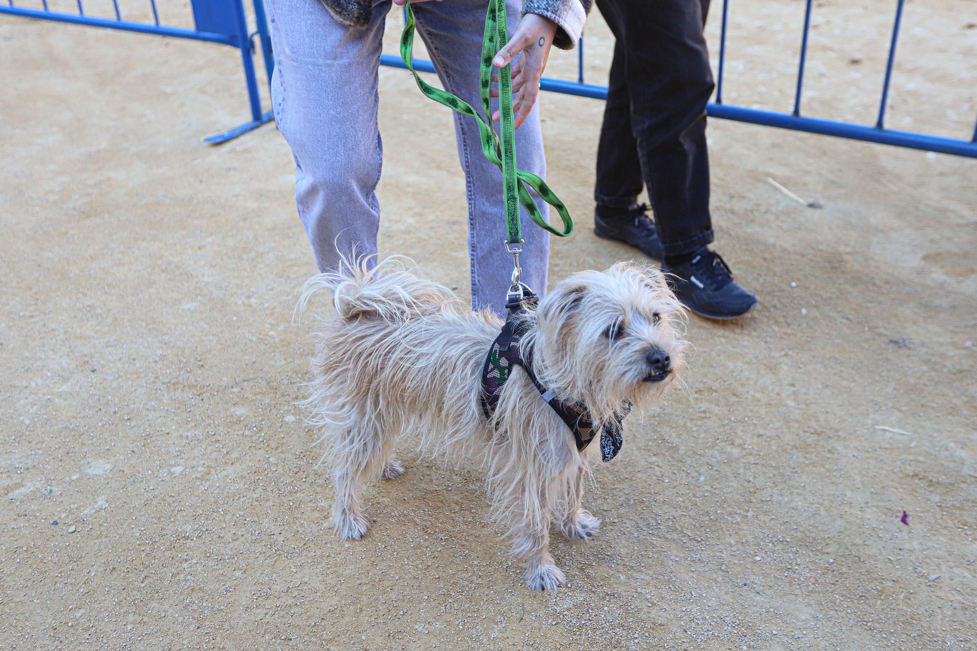 Concurso ecuestre y Bendición de animales por San Antón en Alicante