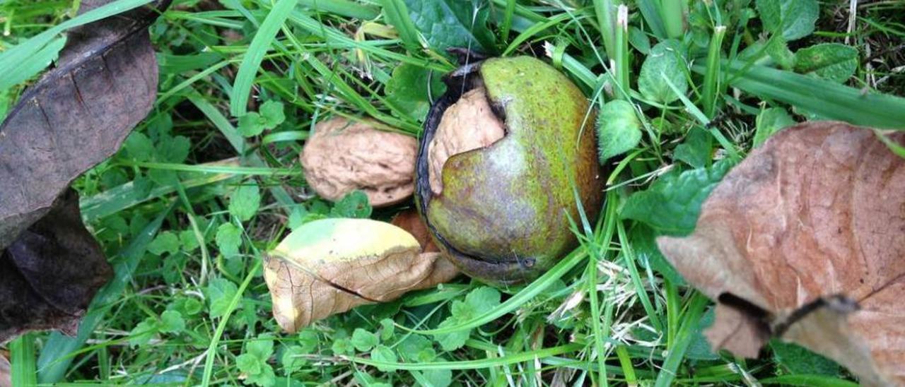 Nueces recién caídas del árbol.