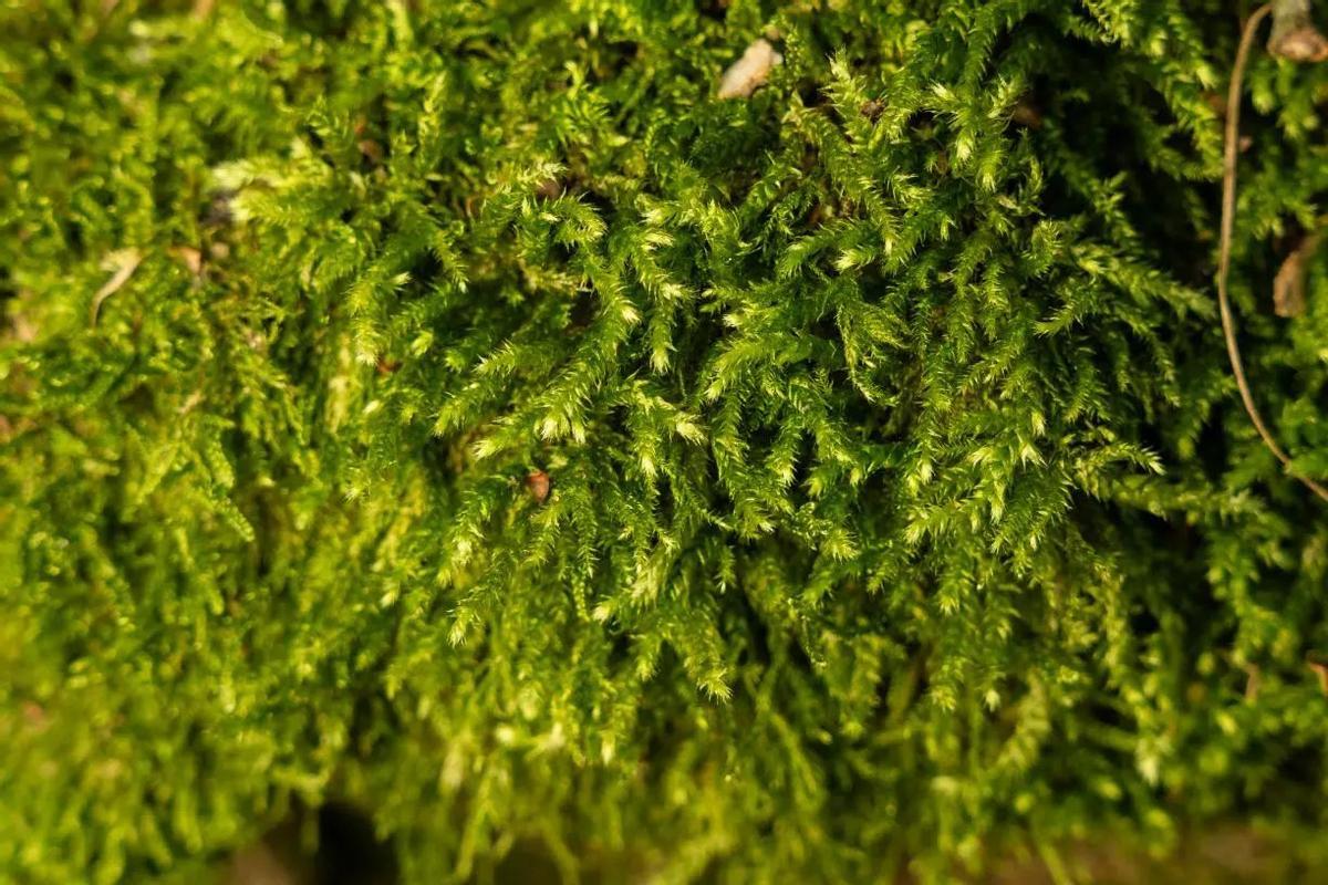 Fotografía d eun musgo.