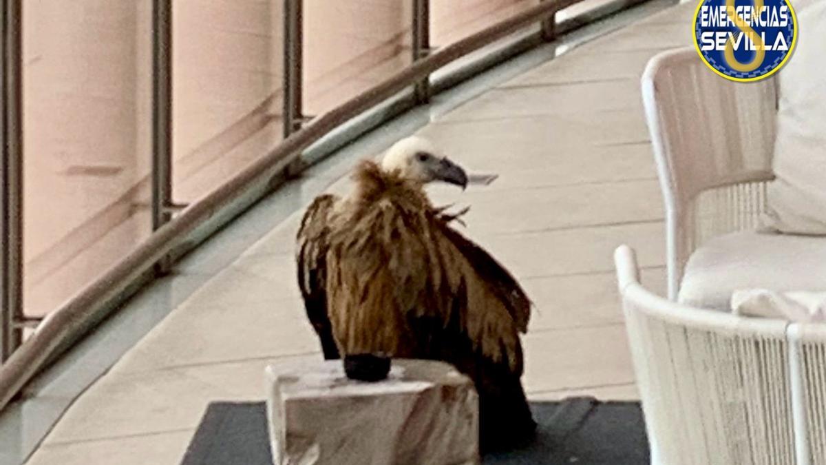 Fotografía del ejemplar de buitre leonado que ha sido encontrado en Torre Sevilla.