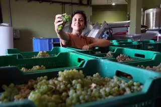 Laureatus se suma a las bodegas de Val do Salnés volcadas en la vendimia