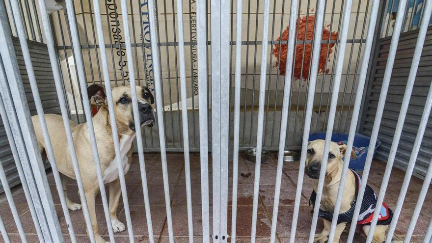 Más abandonos que adopciones: los centros de acogida de animales en Gran Canaria sufren falta de espacio