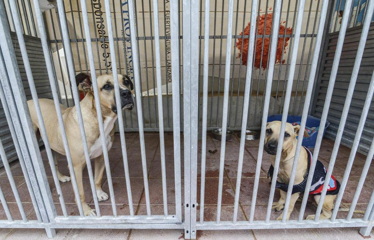 Dos perros en el albergue insular de animales de Gran Canaria.