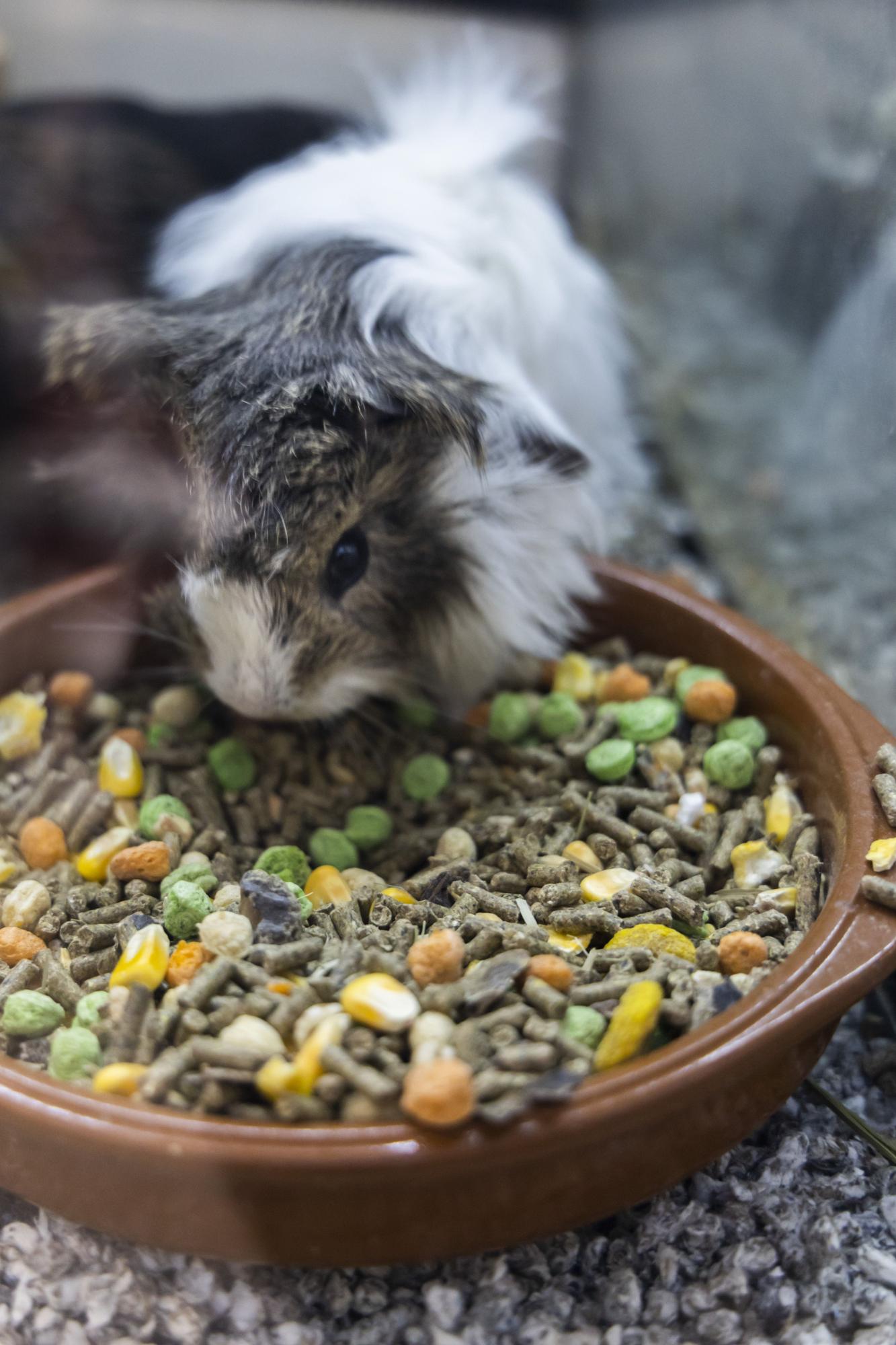 Casi 400 tiendas de animales, en jaque en la C. Valenciana por ley de Bienestar Animal