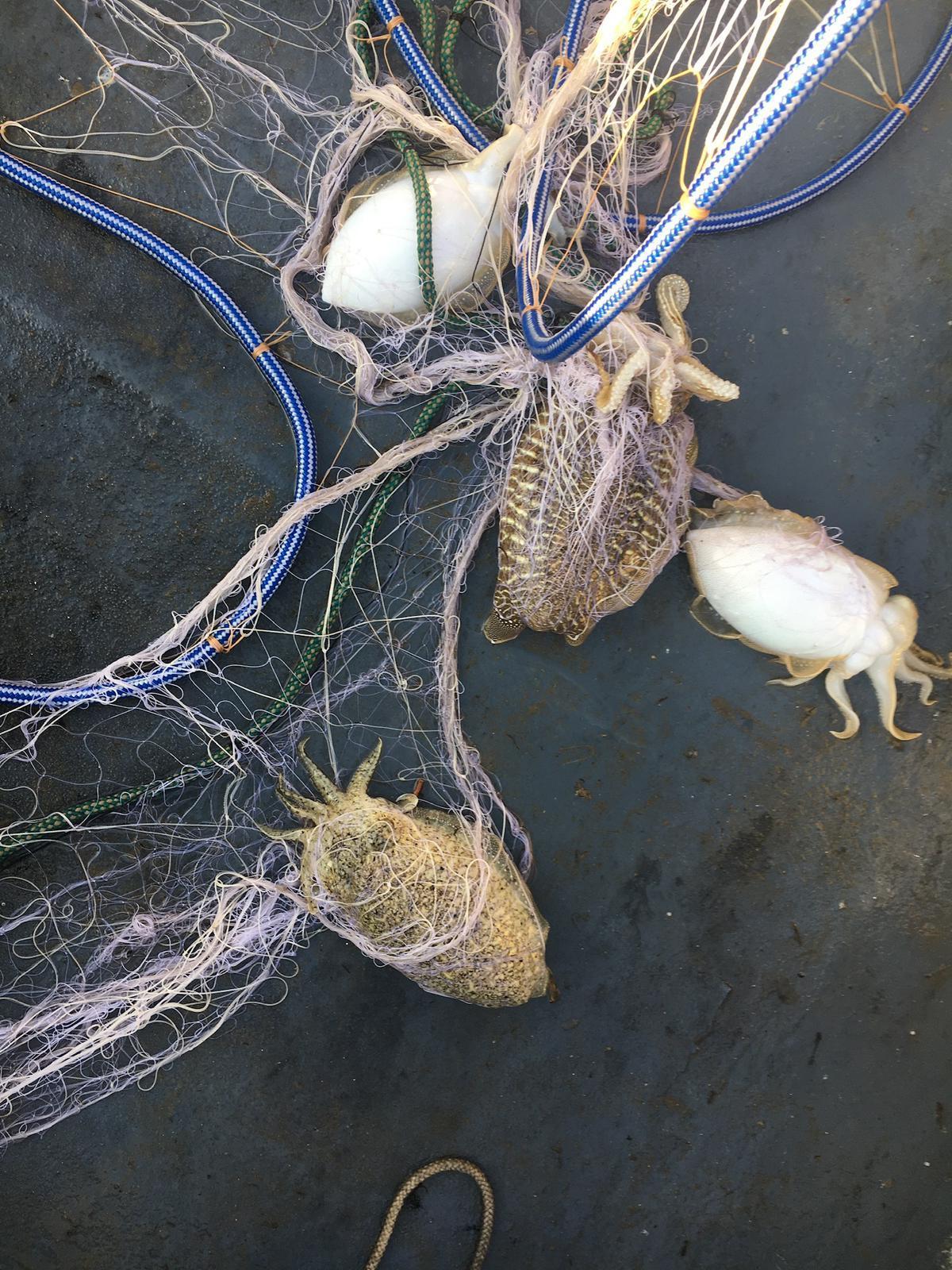 Sèpies del cap de Creus.