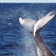 Japón añade otra especie de ballena a su lista para la caza comercial