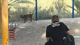 Un lince se adentra en el casco urbano de Lorca