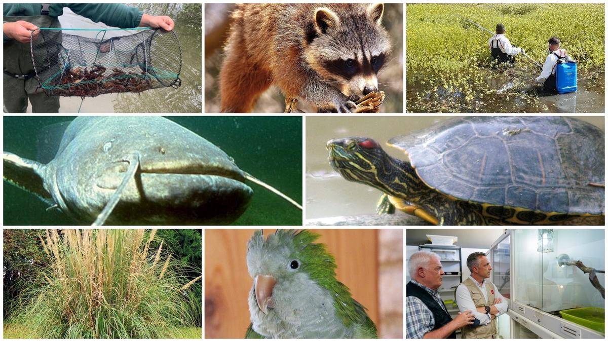 Las cotorras, los mapaches o las galápagos de Florida se han convertido en especies invasoras que amenazan el hábitat natural de Madrid.