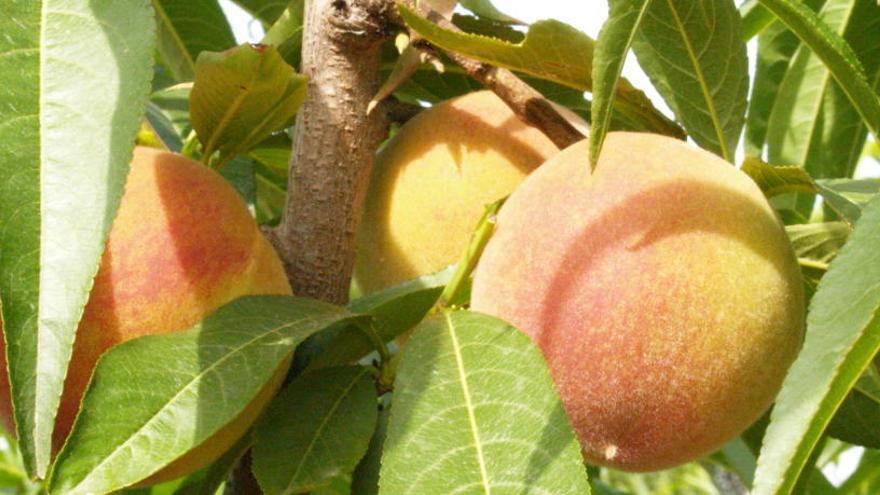 El precio en origen de la fruta de verano se desploma un 45% en la Comunidad