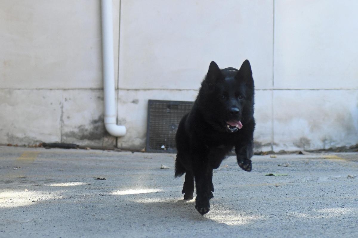 Los inteligentes canes, junto a unos de sus guías humanos, reciben a LA OPINIÓN en la Comandancia.