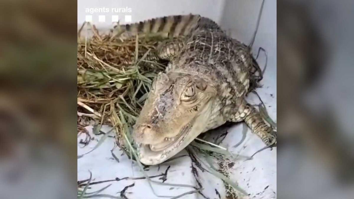Un caiman capturat al riu Besòs pels Agents Rurals.