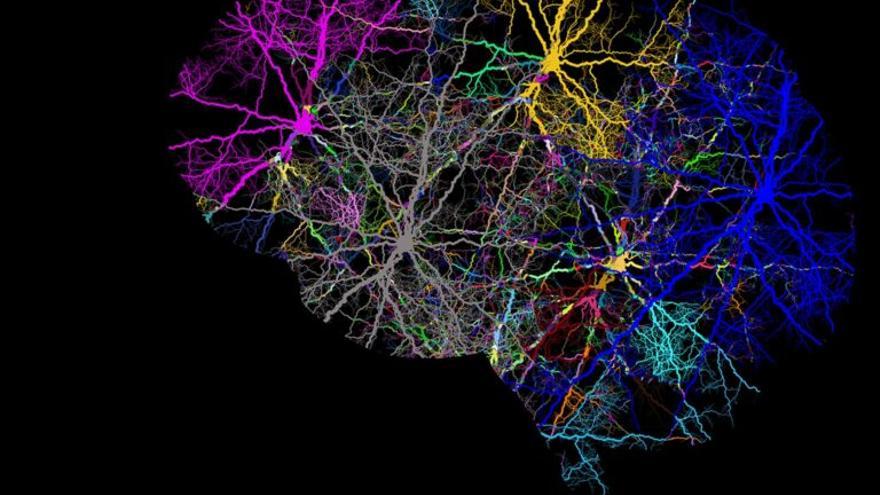 La microbiota intestinal modula al cerebro