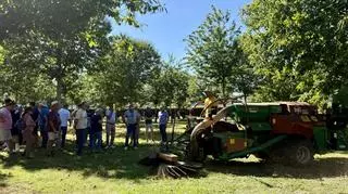 Así es la recolección mecanizada de castaña en una finca del entorno de Santiago