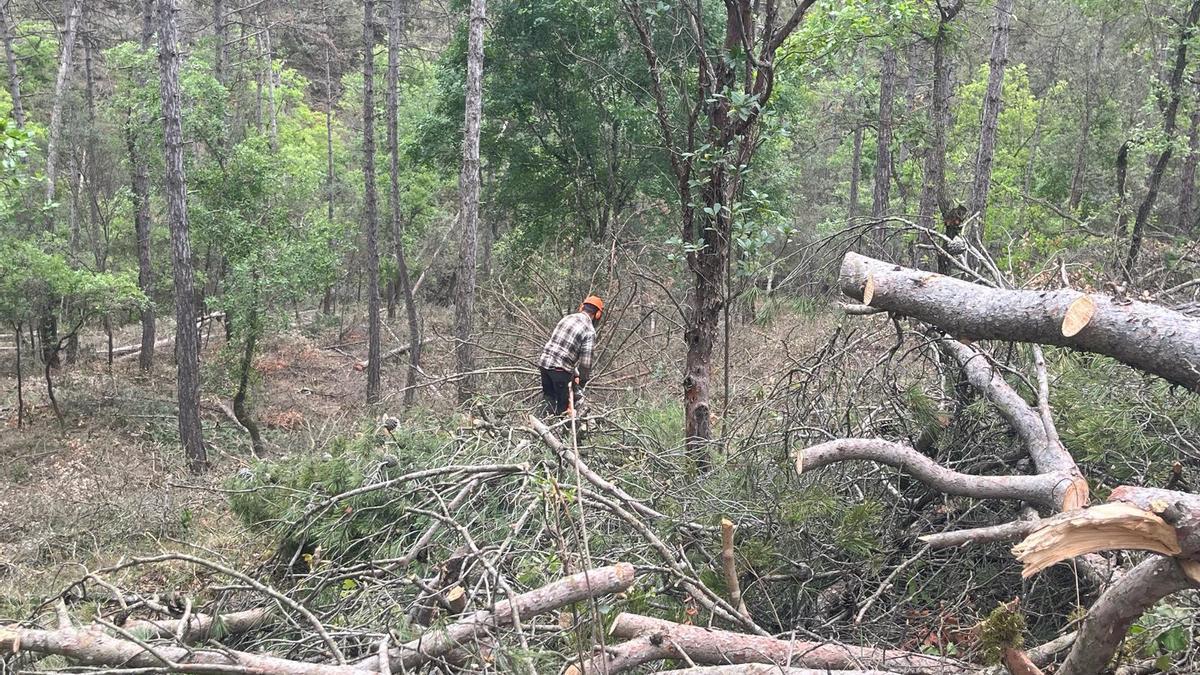 Superficie récord: la sequía ha afectado a 66.500 hectáreas de bosque en Catalunya