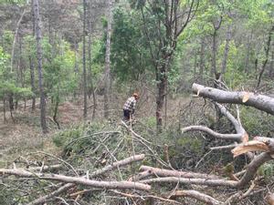 Superficie récord: la sequía ha afectado a 66.500 hectáreas de bosque en Catalunya