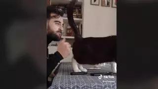 El "gato flamenco" de Córdoba que se hace viral en TikTok con su "arte"