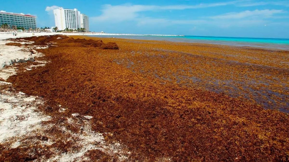 El sargazo suele cubrir vastas extensiones de la costa caribeña