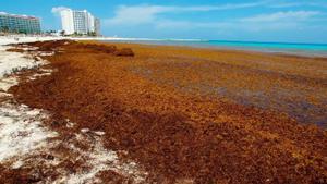 El sargazo suele cubrir vastas extensiones de la costa caribeña