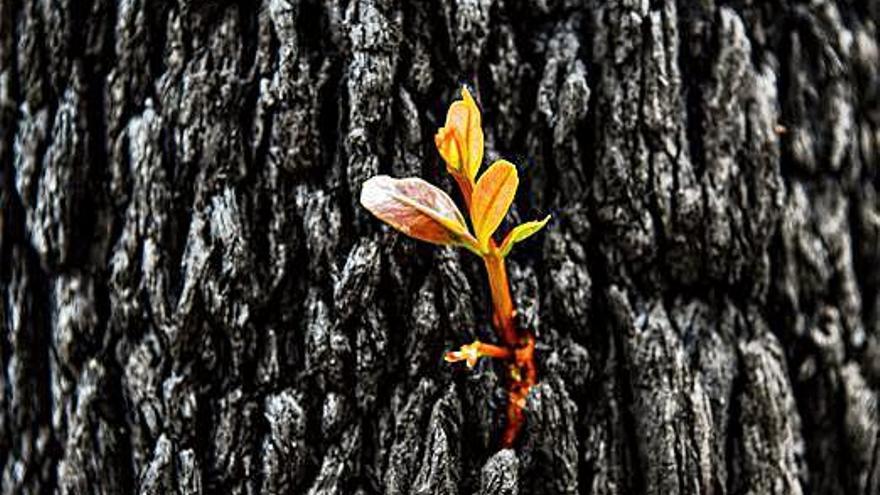Una planta floreix del tronc d&#039;un arbre arrasat pel foc a Austràlia