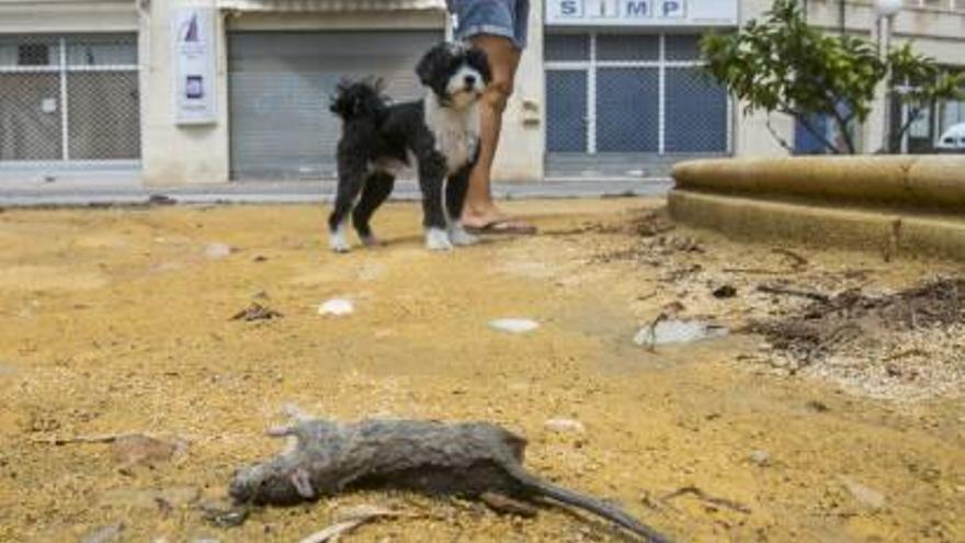 Una rata amaneció ayer muerta por las inundaciones en San Gabriel.