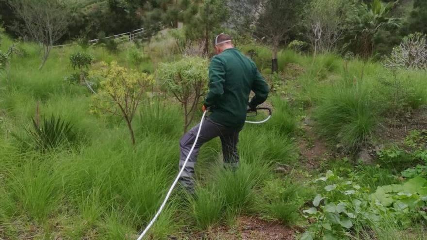 El dispositivo especial avanza en la erradicación del mosquito tigre en Piletas