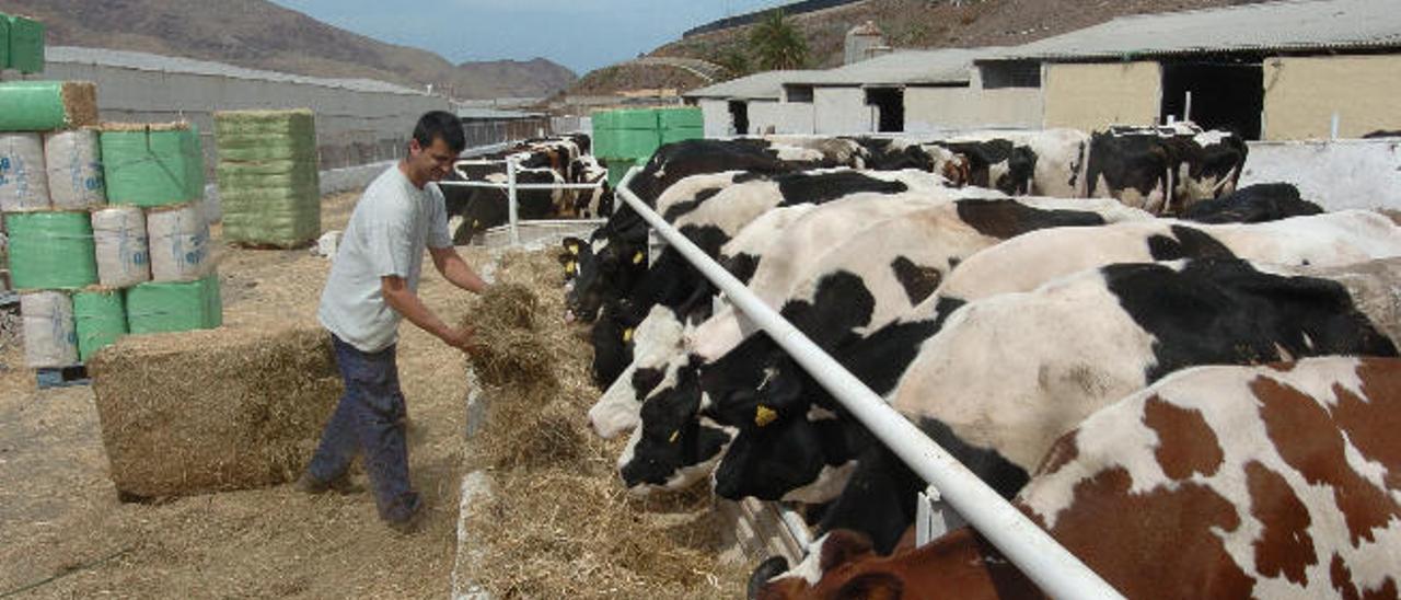 Un ganadero alimenta a sus reses en La Aldea.