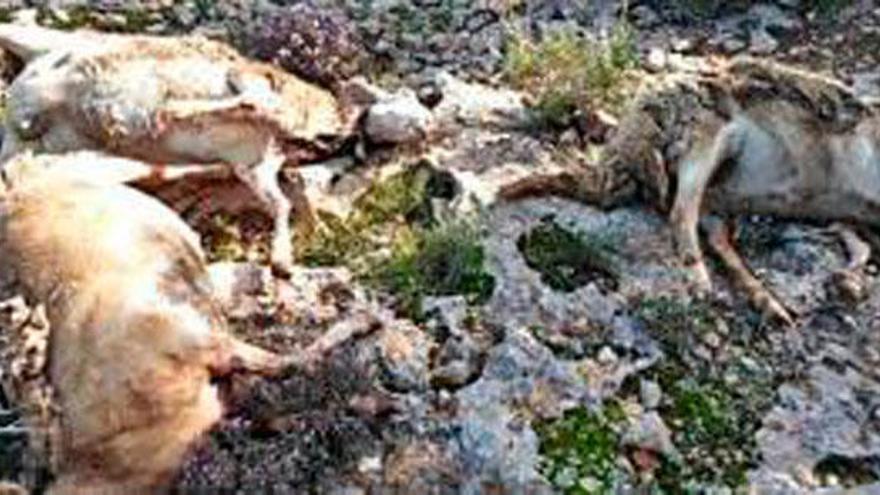 Algunas de las ovejas que fueron encontrada muertas en Formentera.