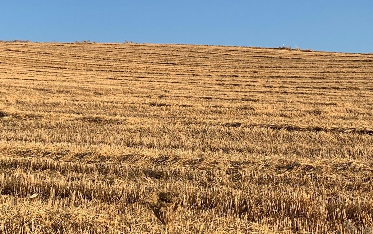 Trigo segado en una finca de la provincia de Córdoba
