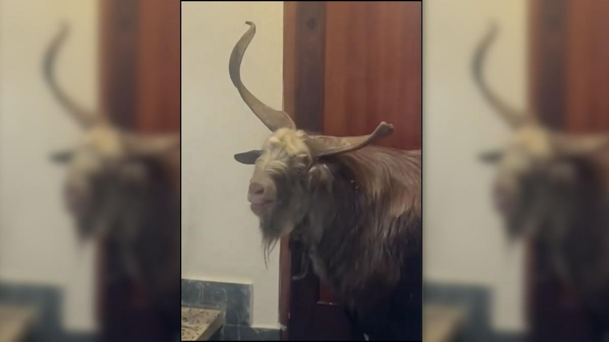 El chivo, en el interior de las oficinas.
