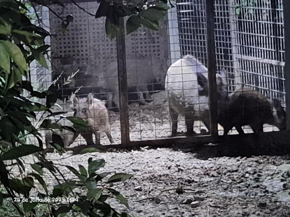 Imagen de varios cerdos salvajes atrapados en una de las jaulas instaladas en Oliva.