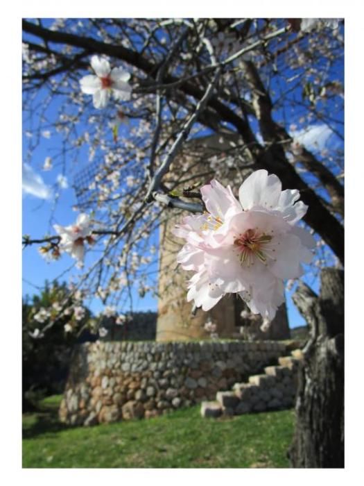 Mandelblüte auf Mallorca