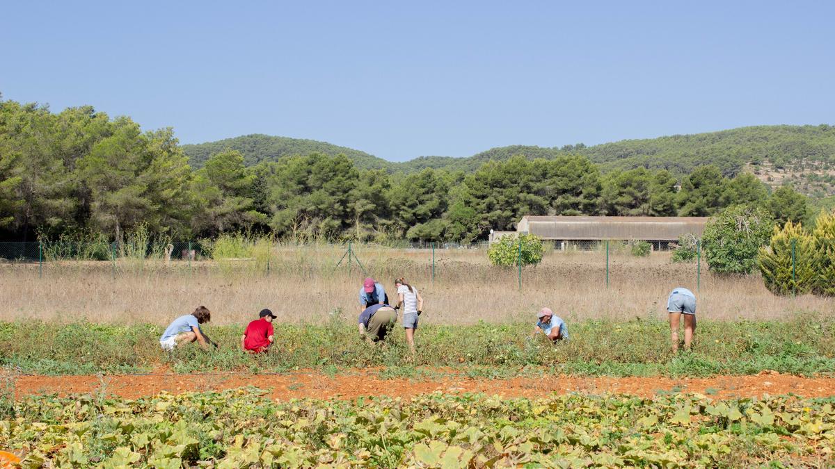 The Farm acogerá diferentes talleres, juegos y música en vivo en la jornada de recogida de alimentos.