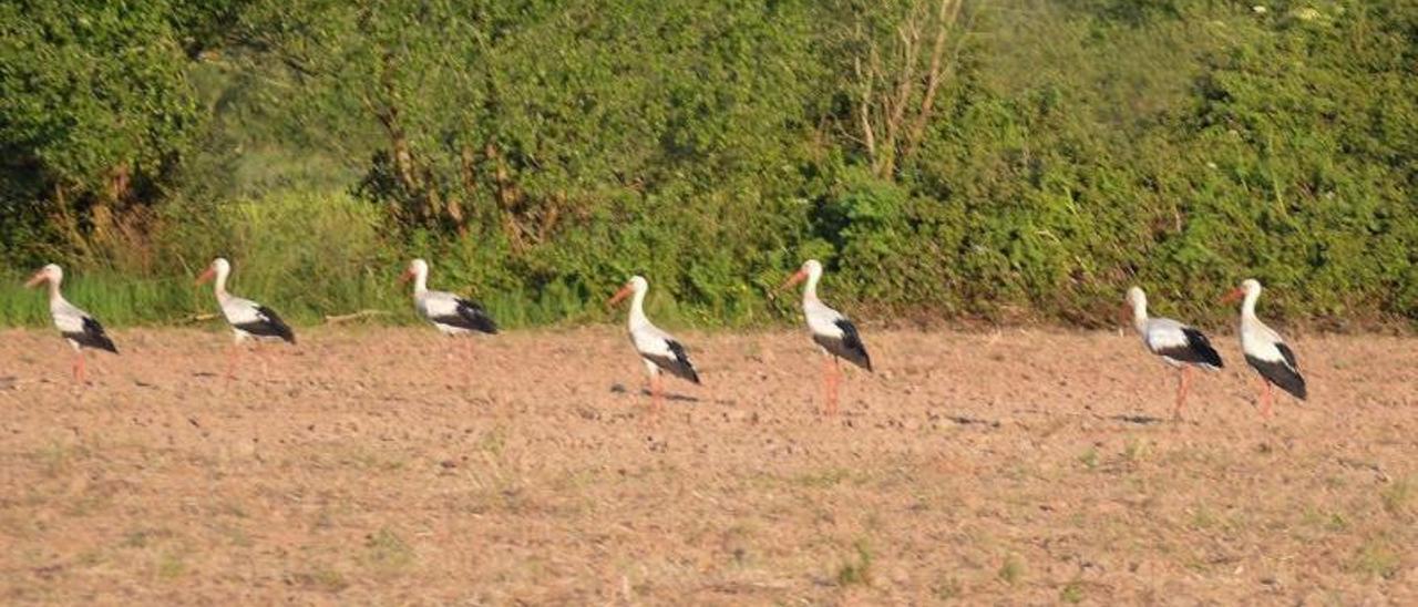 Siete cigüeñas blancas, en por los porreos de Tornón, en la ría de Villaviciosa. | Vicente Alonso