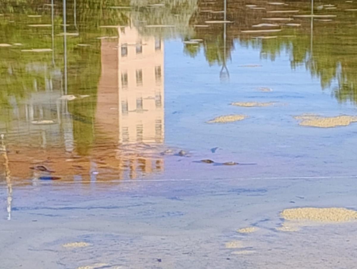 El lamentable estado de un lago en Parque Goya donde hay peces muertos y agonizantes